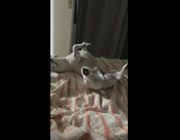 Large white dog sleeps legs spread bed