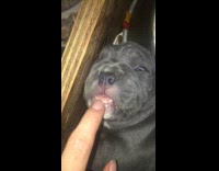 Grey dog sleep bite finger