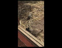 Face mask fell inside meerkat enclosure wildlife park