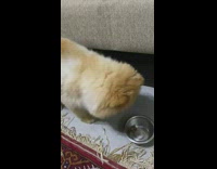 Brown dog looks for kibble under bowl 