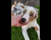 Compilation grey brown white australian shepherd puppy 