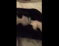 black puppy laying on bed sticking tongue out 