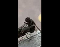 Two black flies mate wood railing slide 