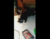 black cats next to make up