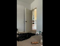 Collab dogIG_default - Dog finds owner that hides on the back of the door with magic