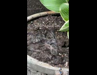 Lady Finds Weave on her Plant 