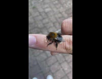 Person feed bumblebee with honey on finger