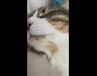 Person petting cat chin with wooden spoon