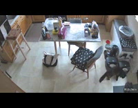 Gray cat yowling walks around the house