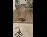 Brown dog on couch humps stuffed toy 