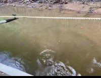 Food placed on a rope the spurted by rifle fish