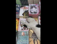 Cat sleeps on bunch of books 