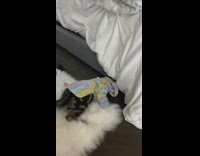 Pet cat with jacket fell down from the bed
