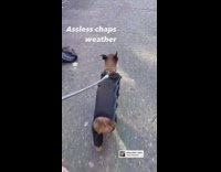 Dog wears assless chaps in cold weather
