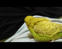 Yellow green pet bird plays with owner