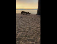 Man fights bear with shovel at beach