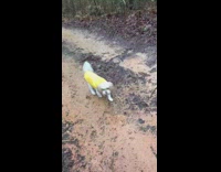 Cute white dog wears yellow raincoat