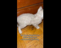 Submitter shows two white bengal cat kitten