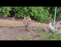 Fox stares at the food on a plate at the backyard