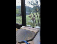 Brown cow watch car repair through the window