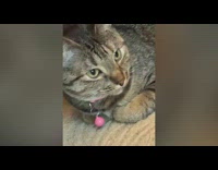 Crawfish walking away from cat pulling feather toy