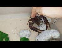 Guy pets brown lobster plastic container water