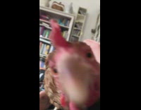 Pet rooster pecks the camera lens with its beak