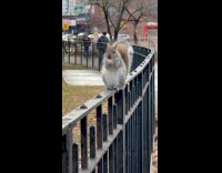 Squirrel stands on fence  busy eating bread part 1