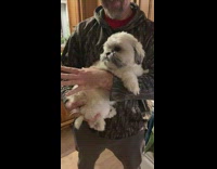 Man carry dog licks when getting scratches