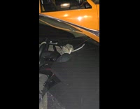 Large rat inside car sit near windshield