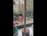 Woman pink dye shirt crouch pictorial backyard