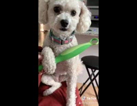 Small white dog WAP dance red couch 