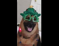 Dog wears a festive Christmas outfit look