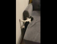 Puppy try not to fall edge sofa