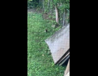 Squirrels Play and Wrestle One Another on Yard