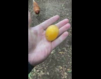 Egg shown without its white shell