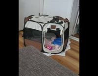 Kitten jumps from pop up tent fail