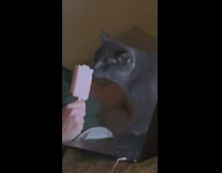 Pet cat licks the ice cream of its owner