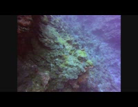 Guy scuba diving underwater sees stingray 