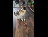 Cat lays on and protects white egg 