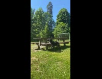 Large black dog howls wood table park 