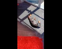 Dog lays on floor sunbathe from door