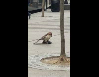 brown back standing on grey pigeon