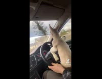 Goat drives car dances sings to song