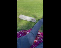 White cat crawling low on green grass under legs 