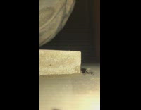 Bug pooped and crawled away floor night