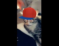 Collab BitchIG2 - Filter on cat gives it bulging eyes 