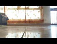 Pet Birds Chase Pet Owner 