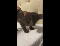 Black cat purring while having back pet on white towel