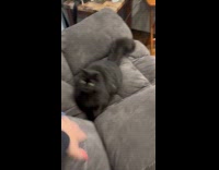 Cat zoomies plays from chair to carpet